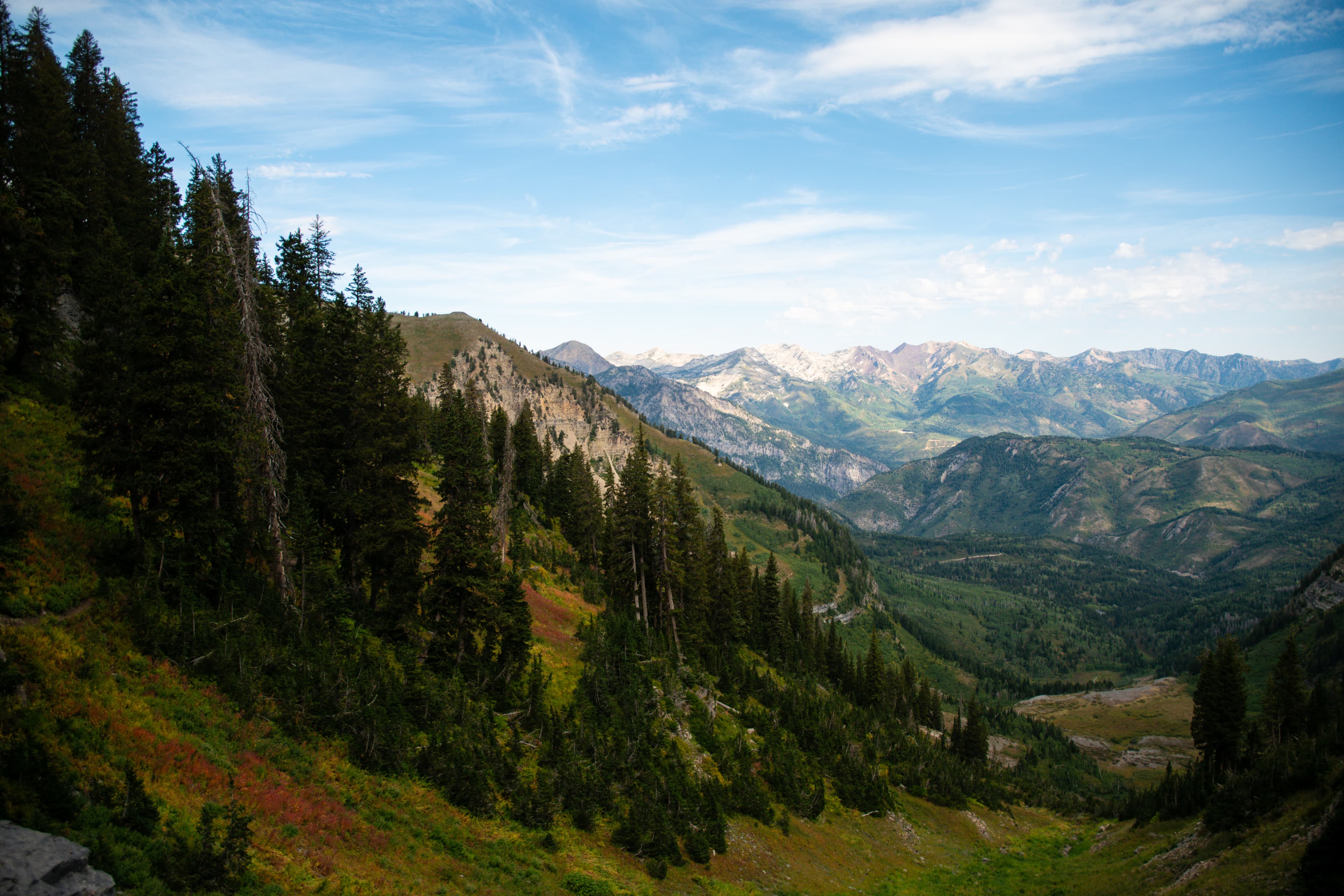 Wildflower meadow at golden hour